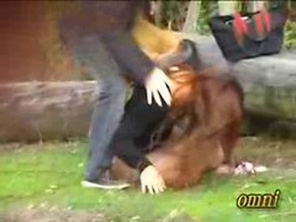 Japanese Sharking Chase In Park - Free...